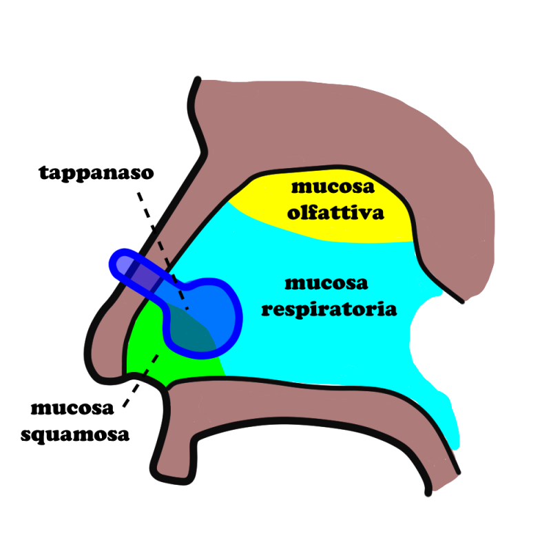 The nose clip leaves the outer mucosa exposed to chlorine
