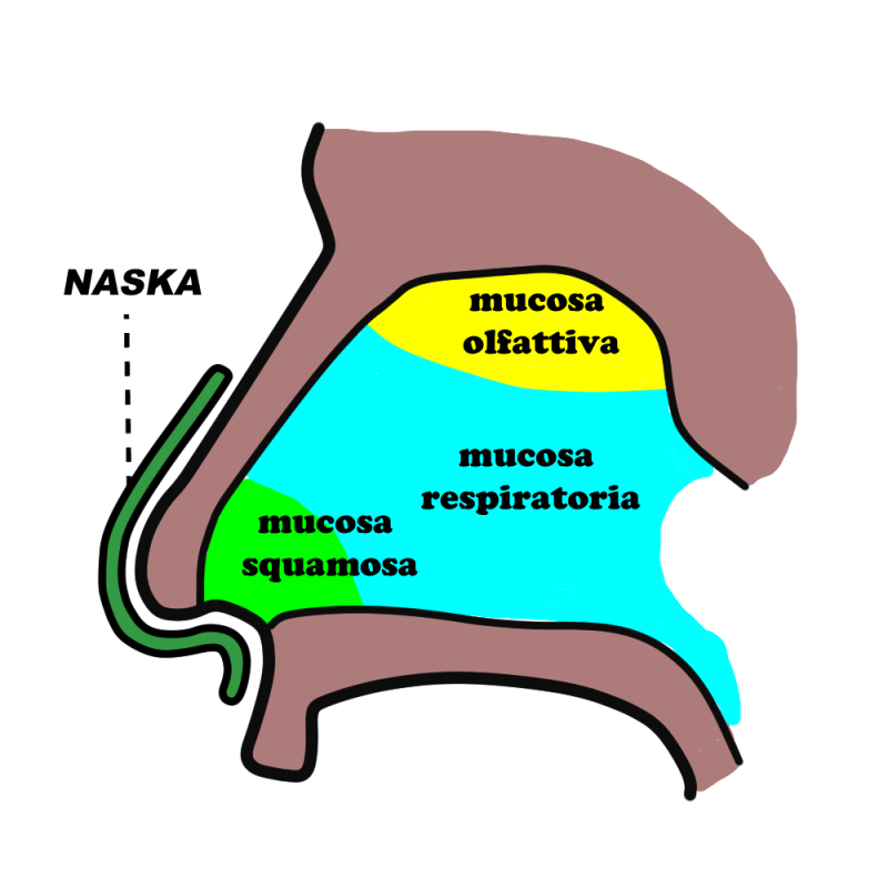 NASKA protects the ENTIRE nose, including the outer mucosa